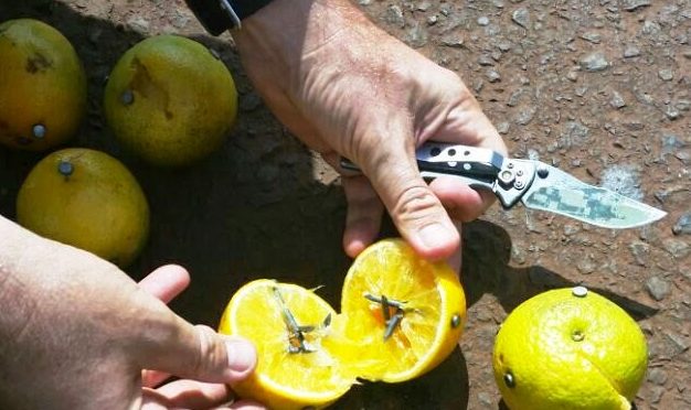 Frutas com pinos são usadas como armadilha para roubo de cargas